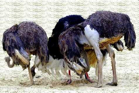  The Rooster and the Ostrich!  A Tale about Bragging Rights and Unexpected Consequences