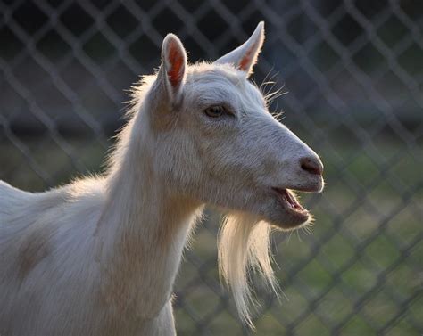  The Bearded Lady and Her Talking Goat: Uma Reflexão Sobre a Curiosidade e o Poder da Comunicação?